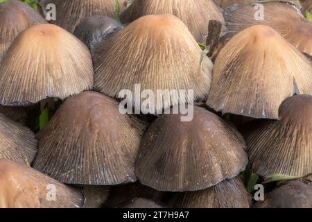 Coprinellus-Cluster-Nahaufnahme. Bay Area, Kalifornien, USA. Stockfoto