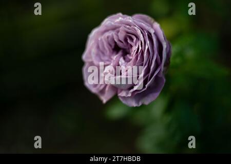 Nahaufnahme, helle lila Rosenblume mit Blättern in einem Garten mit Bokeh-Hintergrund. Stockfoto