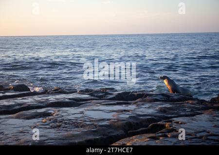 Der Seelöwe taucht gerade ins Wasser Stockfoto