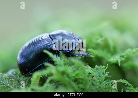 Erdlanglangblauer Geotrupidae Anoplotrupes stercorosus im Nahsicht Stockfoto