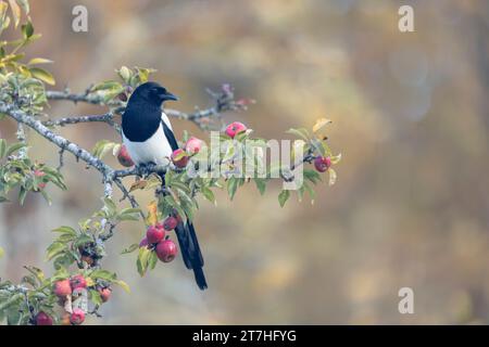 Europäische Magpie Pica pica sitzt auf einem toten Ast Stockfoto