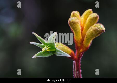 Kängurupfote in Gelb Stockfoto