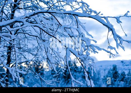 Eine wunderschöne Winterszene mit einem Baum mit schneebedeckten Zweigen Stockfoto