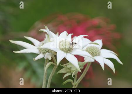 Flanell und Fly Stockfoto