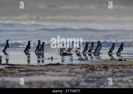 Gruppe von Magellanpinguinen (Spheniscus magellanicus), die am Volunteer Point auf den Falklandinseln auf See gehen. Stockfoto