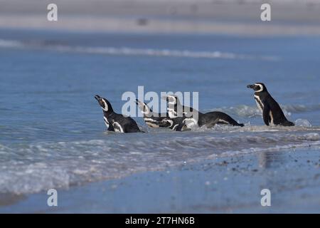 Gruppe von Magellanpinguinen (Spheniscus magellanicus), die am Volunteer Point auf den Falklandinseln auf See gehen. Stockfoto