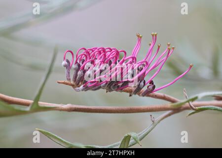 Grevillea Einfach Sarah Stockfoto