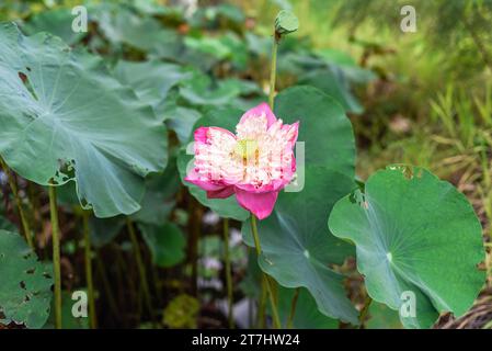 Lotus gegen Wasser in Thailand Stockfoto