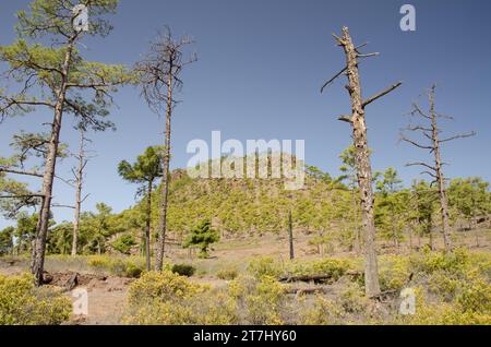 Wald der Kanarischen Kiefer Pinus canariensis im Ojeda Gebirge. Integral Natural Reserve von Inagua. Gran Canaria. Kanarische Inseln. Spanien. Stockfoto