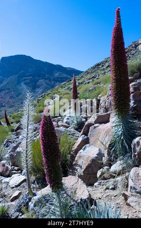 LANDSCHAFT DER KANADAS VON TEIDE DE DE TAJINASTES UND DES MONTE GUAJARA IM HINTERGRUND. ENDEMISCHE PFLANZEN. Stockfoto