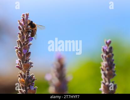 Biene sammelt Pollen an Lavendelblüten Stockfoto