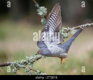 Colin der Kuckuck (Cuculus Canorus), der 2022 im Thursley National Nature Reserve, Thursley, Godalming, Surrey, England, nach Nahrung sucht. UK Stockfoto