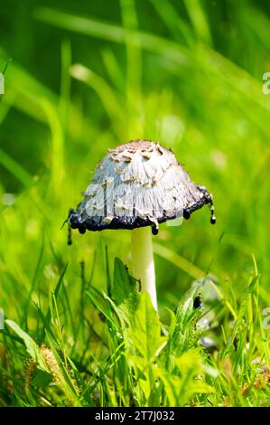 Wappentintling auf einer grünen Wiese. Pilze in der Natur. Coprinus comatus. Shaggy Tintenmütze, Anwaltsperücke oder zottelige Mähne. Stockfoto