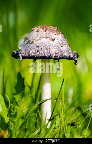 Wappentintling auf einer grünen Wiese. Pilze in der Natur. Coprinus comatus. Shaggy Tintenmütze, Anwaltsperücke oder zottelige Mähne. Stockfoto