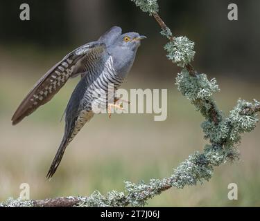 Colin der Kuckuck (Cuculus Canorus), der 2022 im Thursley National Nature Reserve, Thursley, Godalming, Surrey, England, nach Nahrung sucht. UK Stockfoto