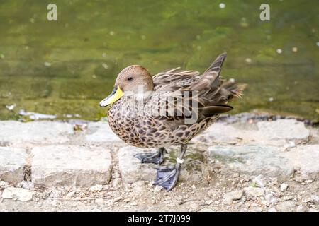 Porträt eines gelbschachtel auf der Bank. Wasservogel in der Natur. Anas georgica. Nahaufnahme der Ente. Stockfoto