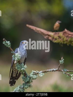 Colin der Kuckuck (Cuculus Canorus), der 2022 im Thursley National Nature Reserve, Thursley, Godalming, Surrey, England, nach Nahrung sucht. UK Stockfoto