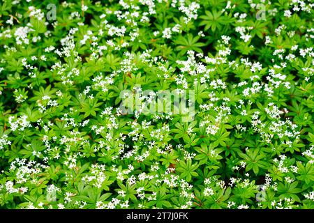 Weiße Holzblüten. Blühende Pflanze in Nahaufnahme. Galium odoratum. Stockfoto