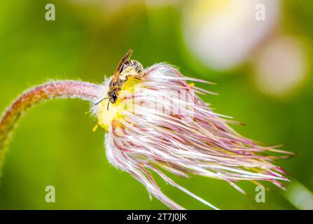 Nahaufnahme einer Wildbiene auf einer Blume. Stockfoto
