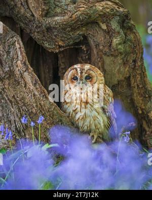 Eine Tawny Owl (Asio Otus), die auf einem Baumstumpf im Wald zwischen den blauen Glocken im British Wildlife Centre, Lingfield, Surrey, England, Großbritannien thront Stockfoto