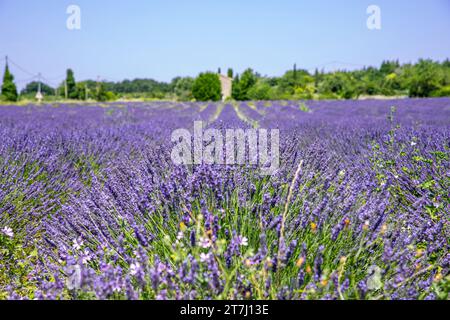 Lavendelfeld in der Region Provence-Alpes-Côte d’Azur, Frankreich Stockfoto