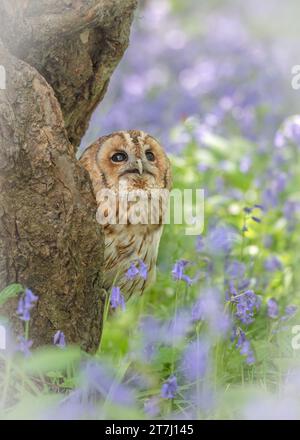 Eine Tawny Owl (Asio Otus), die auf einem Baumstumpf im Wald zwischen den blauen Glocken im British Wildlife Centre, Lingfield, Surrey, England, Großbritannien thront Stockfoto