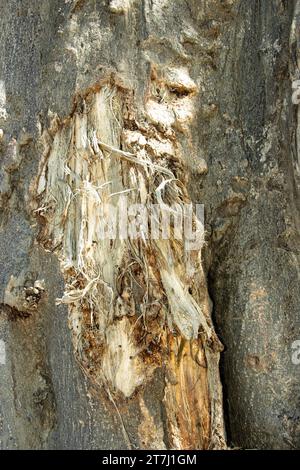 Elefantenschäden an einem Baobab-Stamm zeigen die Faserstruktur des Baumes, die sich von den meisten anderen Bäumen unterscheidet. Elefanten ernähren sich oft im Trockenen von Baobabs. Stockfoto