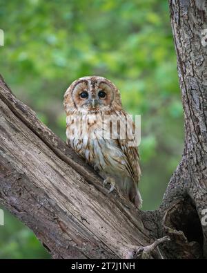 Eine Tawny Owl (Asio Otus), die auf einem Baumstumpf im Wald zwischen den blauen Glocken im British Wildlife Centre, Lingfield, Surrey, England, Großbritannien thront Stockfoto