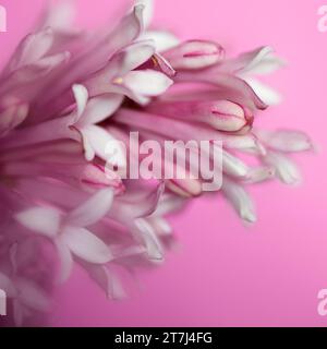 Eine Nahaufnahme von wunderschönen rosa und weißen Blumen auf rosa Hintergrund Stockfoto