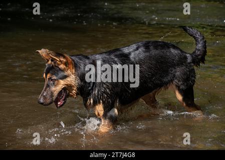 Junger Deutscher Schäferhund, der sich im Sommer im Wasser eines Flusses amüsiert. Stockfoto