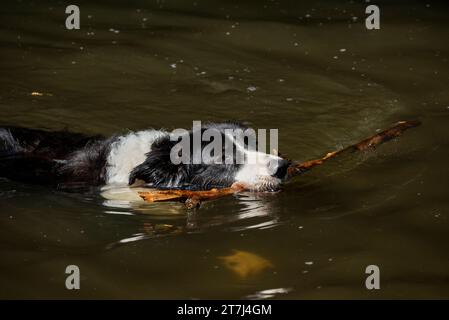 Border Collie schwimmt in einem Fluss mit einem Stock im Mund Stockfoto