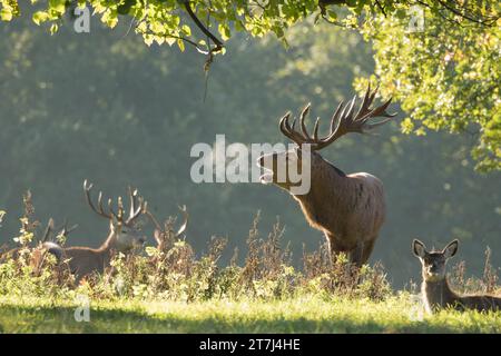 Red Deer Stage atmet während der Brunstsaison im Studley Royal Kondenswasser aus Stockfoto