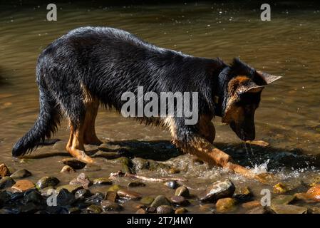 Junger Deutscher Schäferhund, der sich im Sommer im Wasser eines Flusses amüsiert. Stockfoto