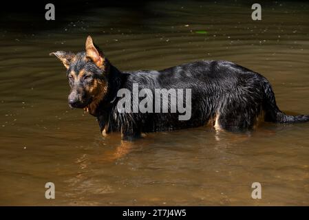 Junger Deutscher Schäferhund, der sich im Sommer im Wasser eines Flusses amüsiert. Stockfoto