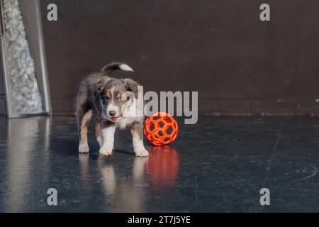 Border Collie Hündchen spielt mit orangenem Ball Stockfoto