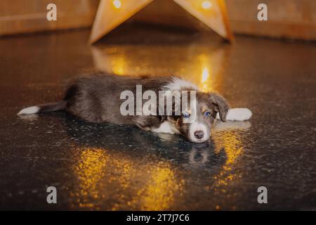 Entzückendes Border Collie Hündchen, das sich zu Hause entspannt Stockfoto