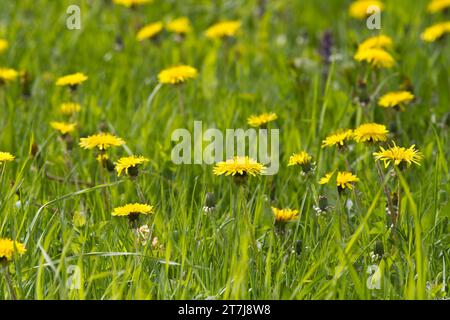 Auf einem grünen Rasen blühten an einem Frühlingstag gelbe Löwenzahnblüten Stockfoto