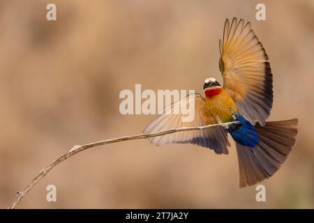 Ein Paar Weißfronten-Bea-Eater, die gerade eine kleine Fliege genießen wollten, die gerade gefangen wurde Stockfoto