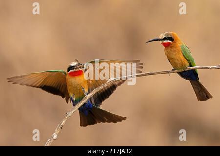 Ein Paar Weißfronten-Bea-Eater, die gerade eine kleine Fliege genießen wollten, die gerade gefangen wurde Stockfoto