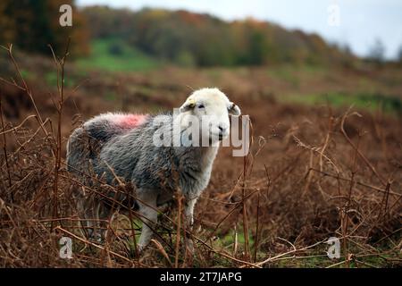 Ein Herdwick-Schaf auf dem Lake District fällt. Stockfoto