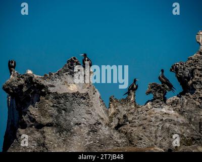 Fregattvogelkolonie auf den Felsen in Baja California Sur, Mexiko Stockfoto