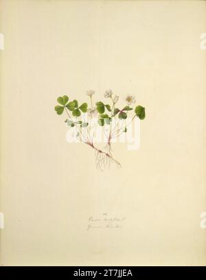 August Rokert Oxalis acetosella l - Waldsauerklee. Aquarell 1835-1855 , 1835/1855 Stockfoto