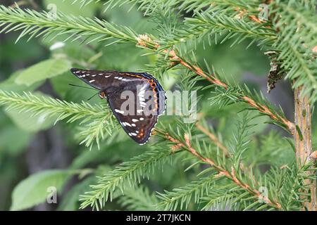 Poplar Admiral, Limenitis populi, Schmetterling aus Finnland Stockfoto