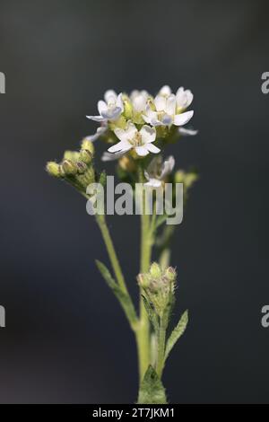 Hoary Alison, Berteroa Incana, auch bekannt als Härtekraut oder Härtallergen, Wildblütenpflanze aus Finnland Stockfoto