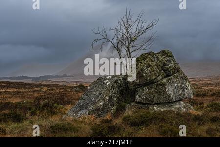 Lone Tree am Rannoch Moor neben Loch Ba, Schottland Stockfoto