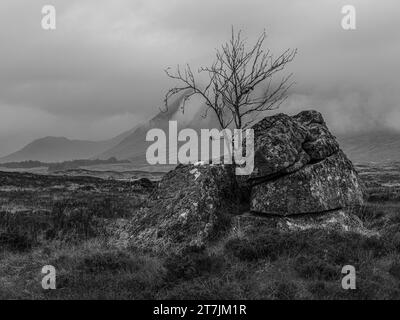 Lone Tree am Rannoch Moor neben Loch Ba, Schottland Stockfoto