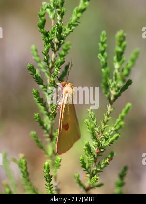 Diacrisia sannio, bekannt als getrübter Buff, eine Motte aus Finnland Stockfoto