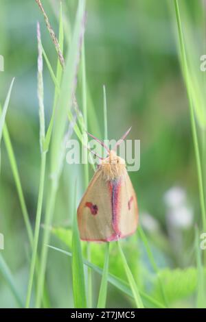 Diacrisia sannio, bekannt als getrübter Buff, eine Motte aus Finnland Stockfoto