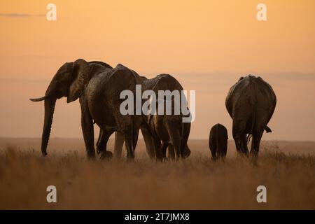Afrikanische Elefanten bei Sonnenuntergang Stockfoto