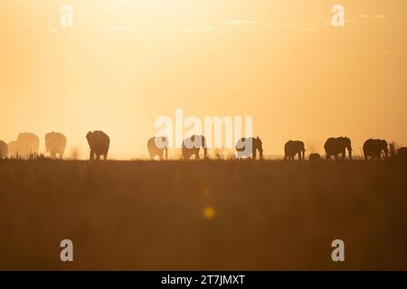 Afrikanische Elefanten bei Sonnenuntergang Stockfoto